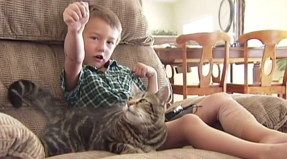 Кот спас мальчика от бойцовской собаки